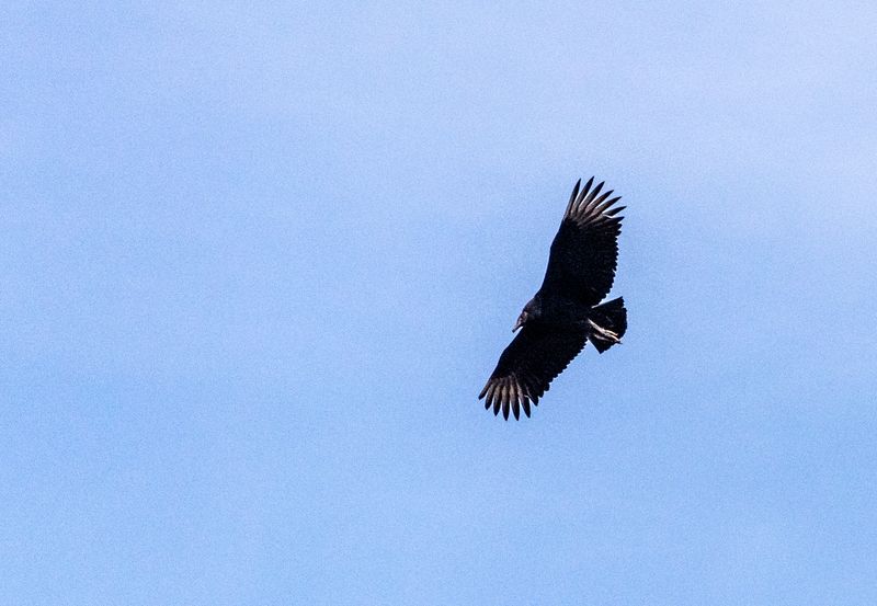 Pennsylvania - Black Vulture