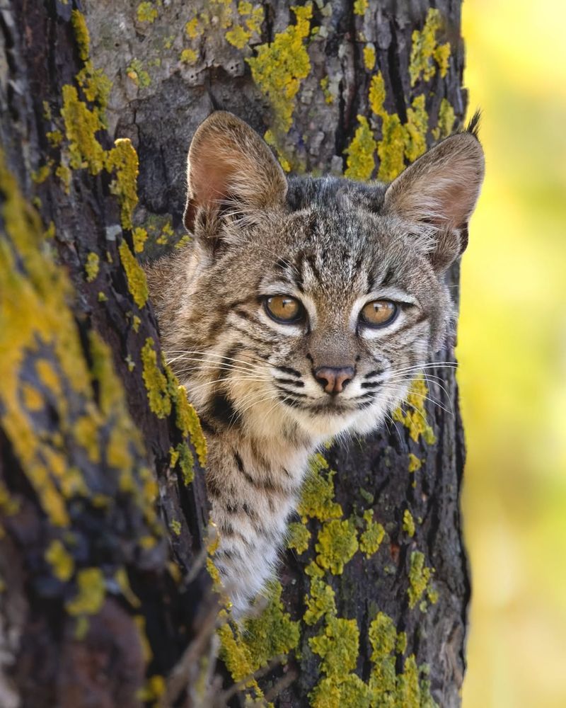 Pennsylvania - Bobcat