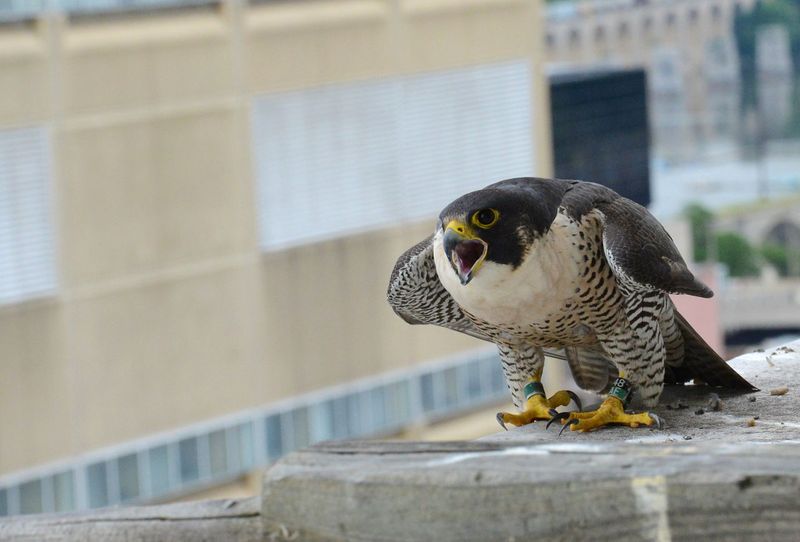 Pennsylvania - Peregrine Falcon