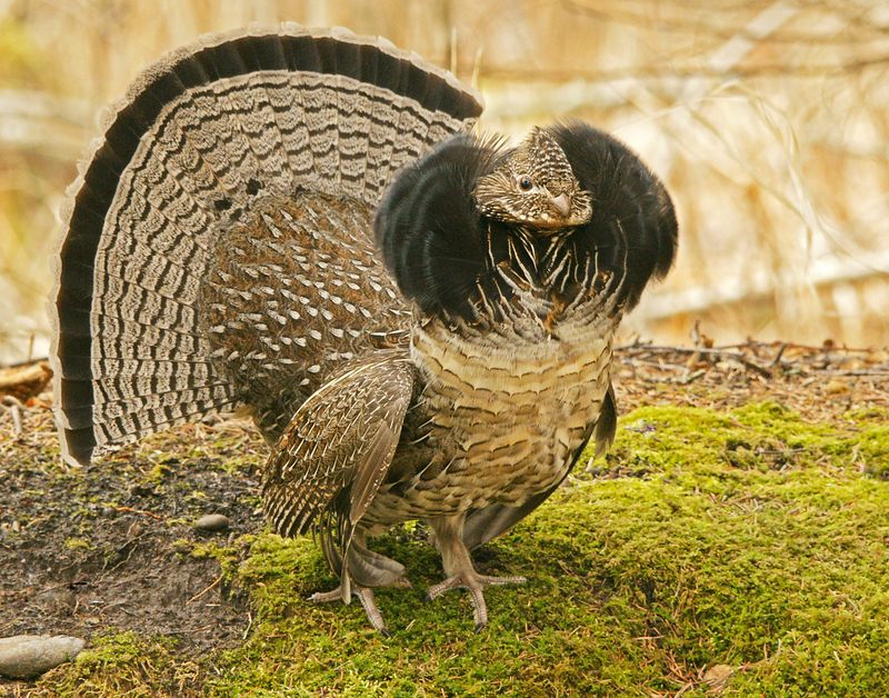 Pennsylvania: Ruffed Grouse