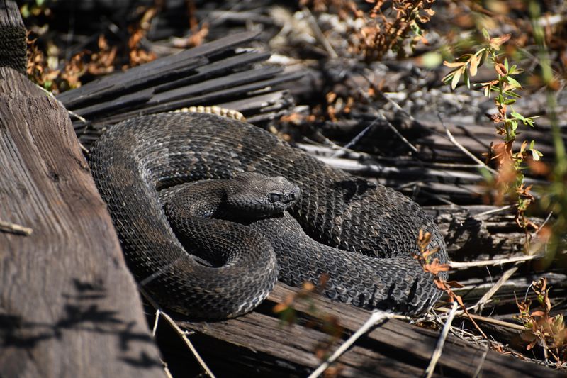 Pennsylvania - Timber Rattlesnake