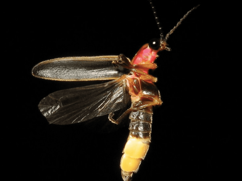 Pennsylvania's Giant Pennsylvania Firefly