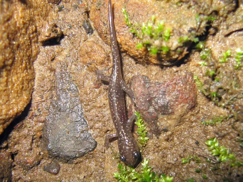 Pennsylvania's Forest Phantom: Northern Slimy Salamander