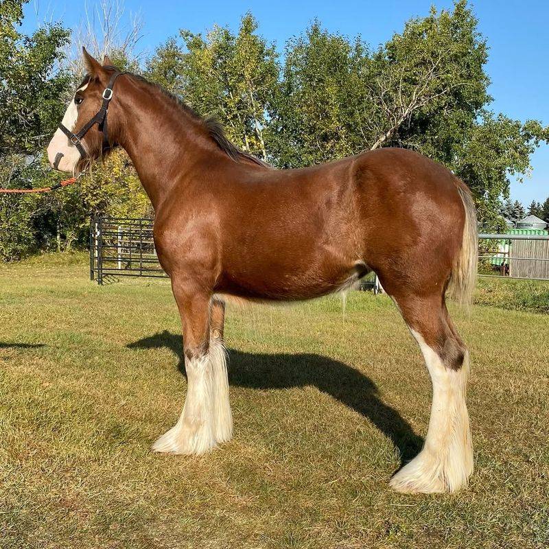 Clydesdale