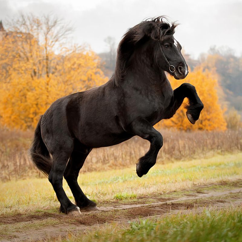 Percheron