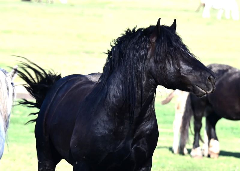 Percheron