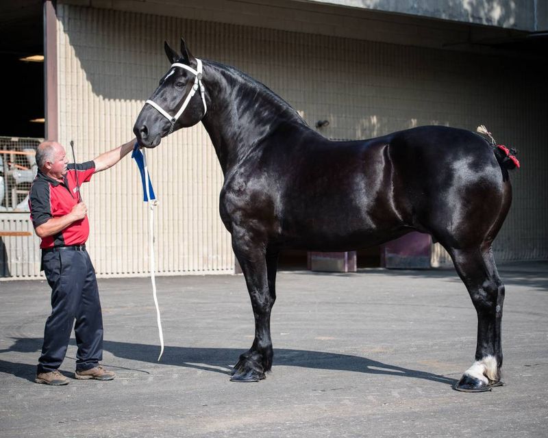 Percheron