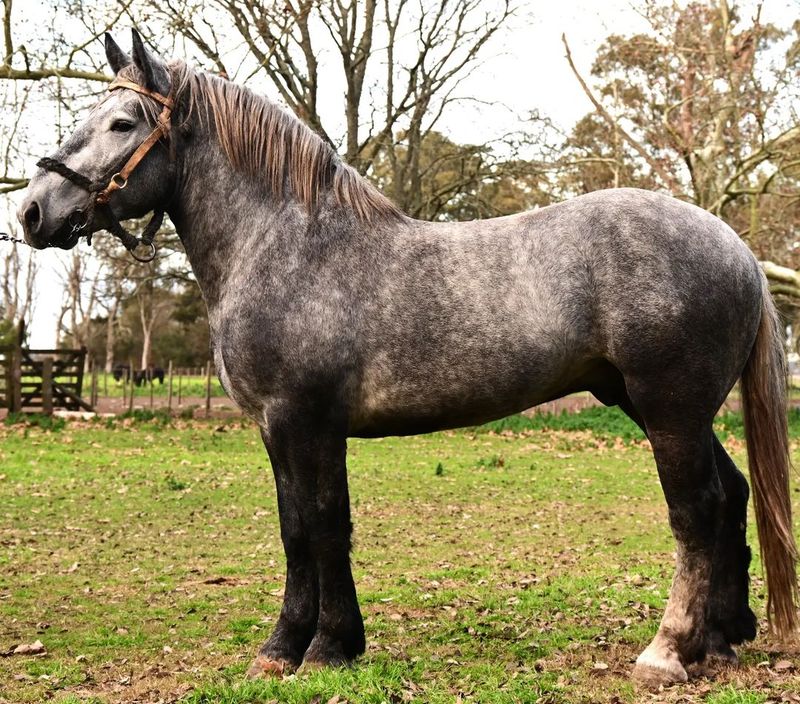 Percheron