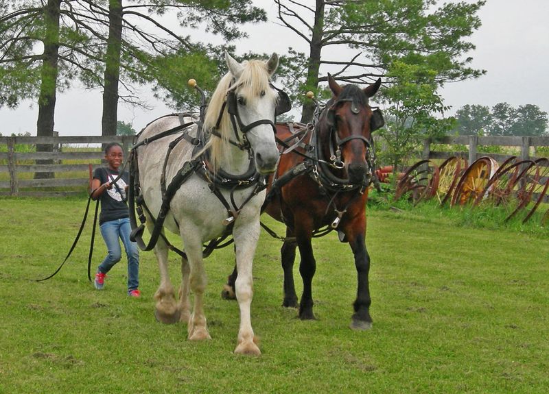 Percheron