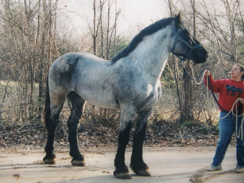 Percheron