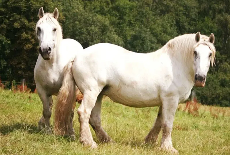 Percheron