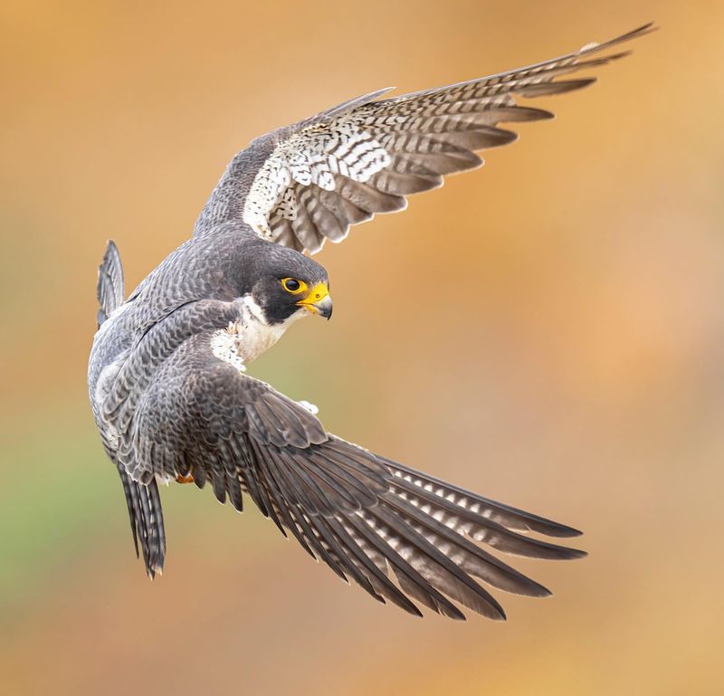 Peregrine Falcon