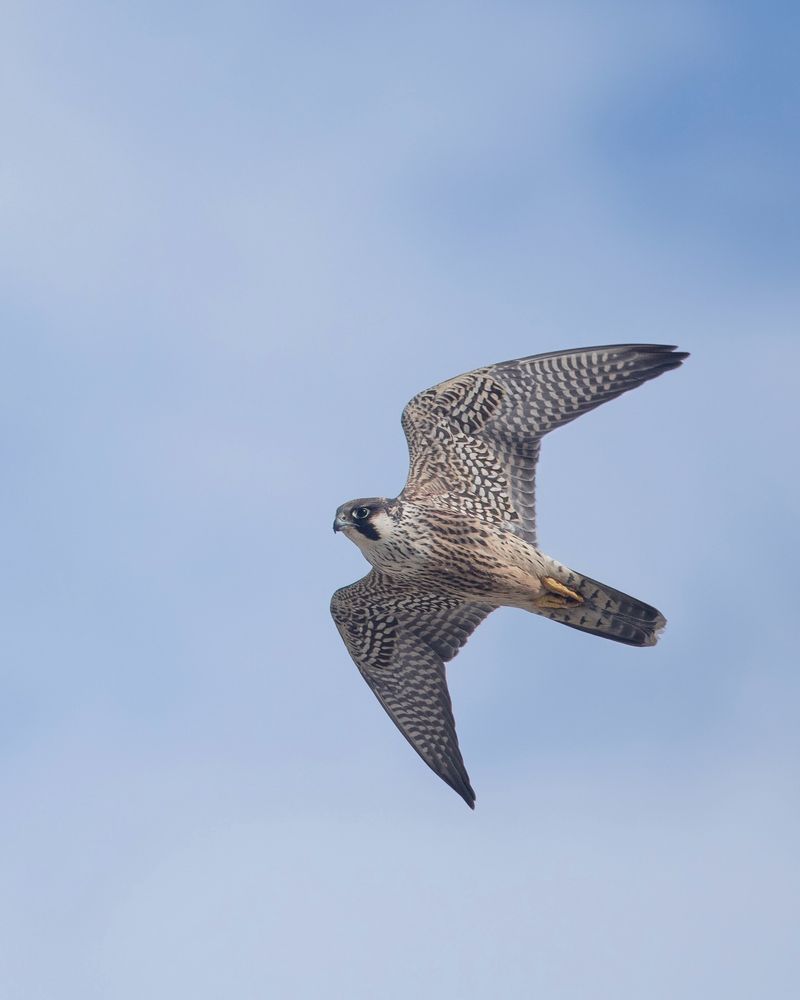 Peregrine Falcon