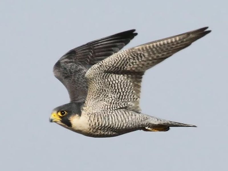 Peregrine Falcon