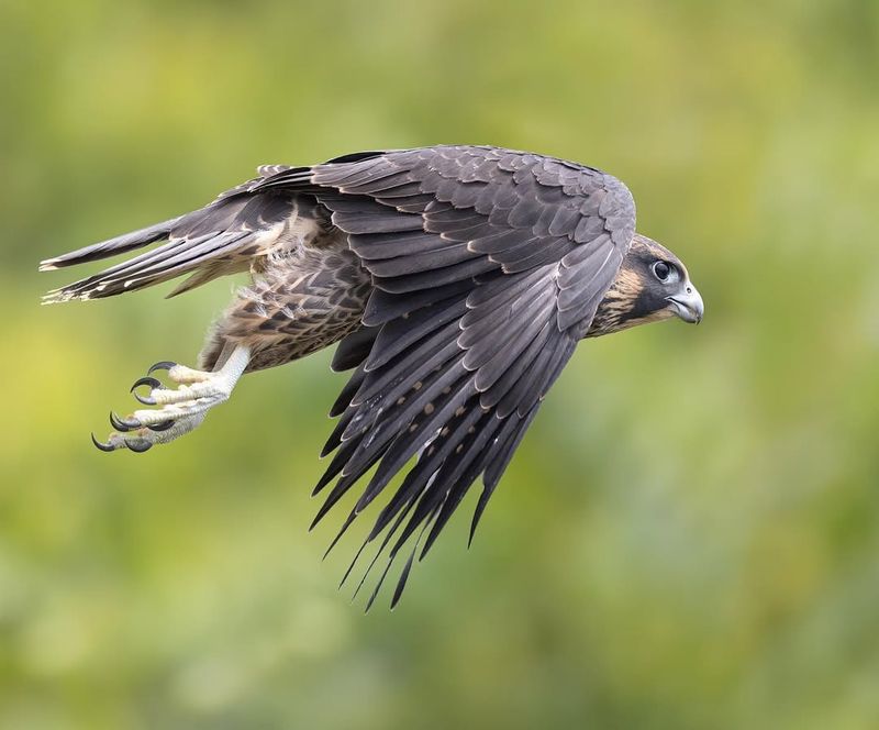 Peregrine Falcon