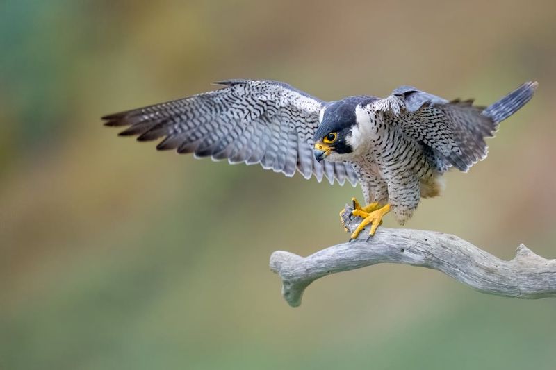 Peregrine Falcon