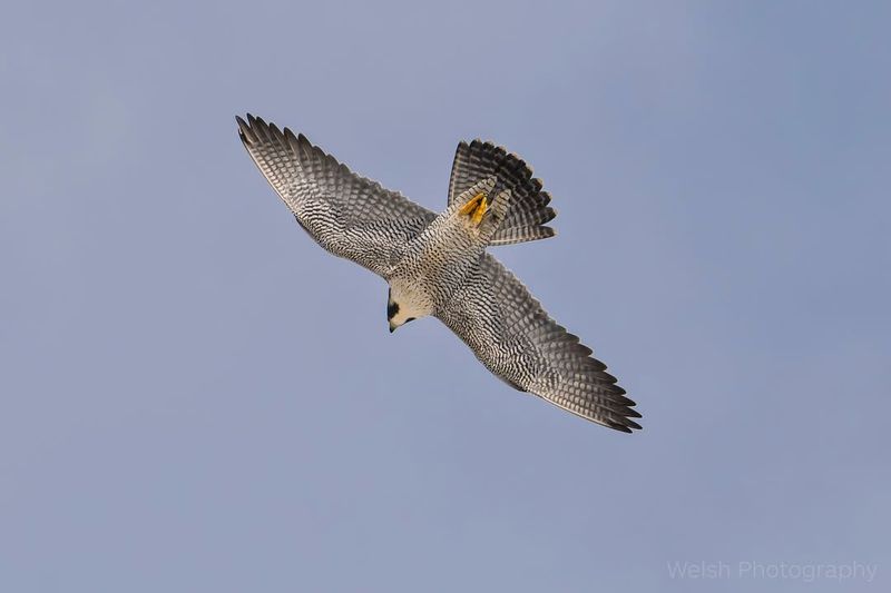 Peregrine Falcon