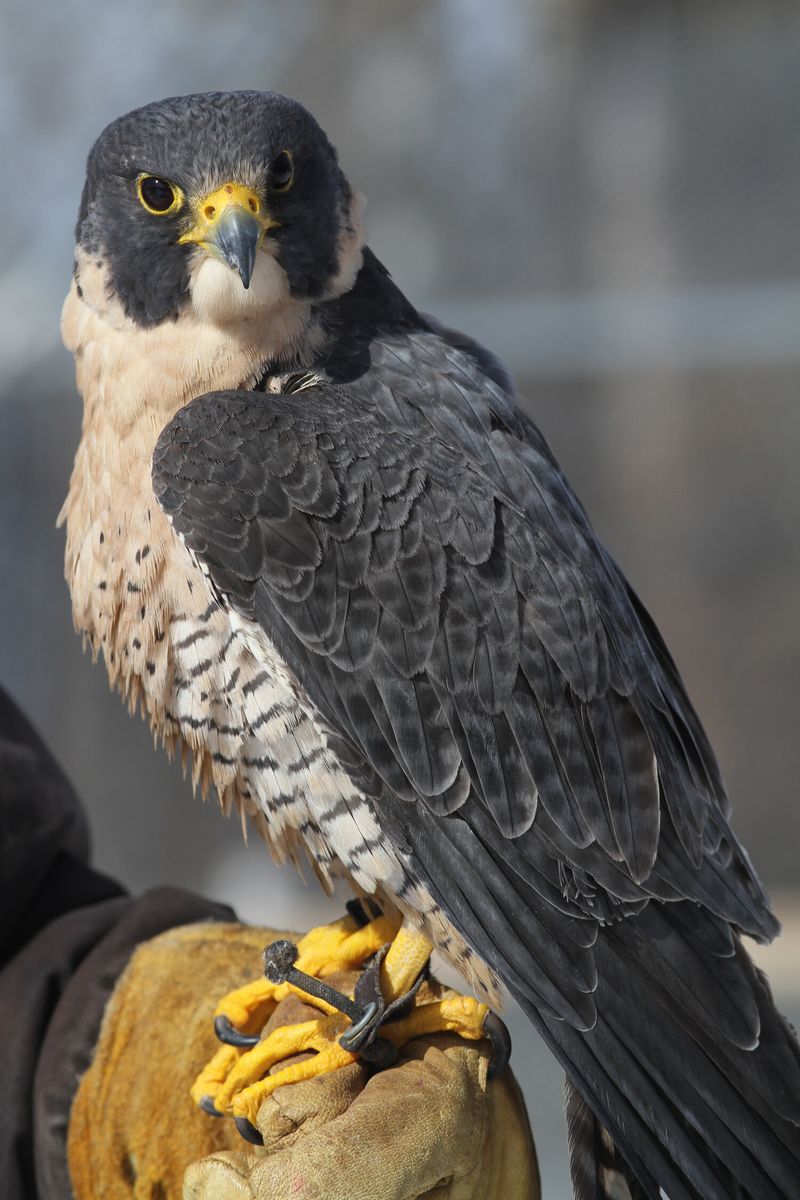 Peregrine Falcon