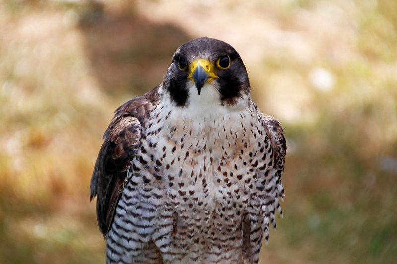 Peregrine Falcon in Connecticut