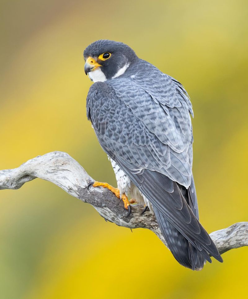 Peregrine Falcon