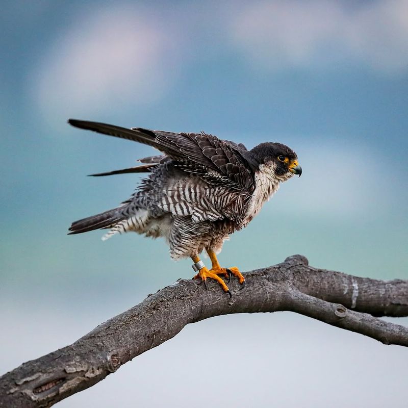 Peregrine Falcons