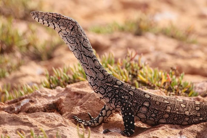 Perentie