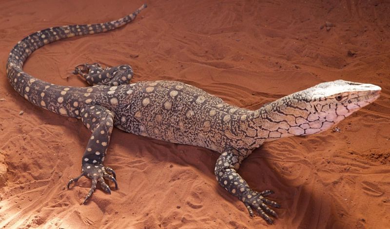 Perentie