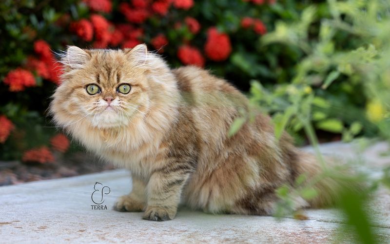 Persian Cat