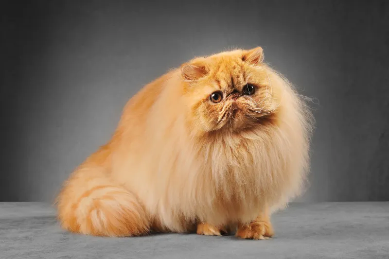 Persian Cat