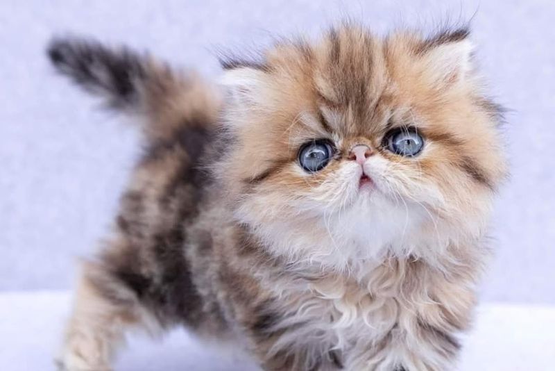 Persian Kitten