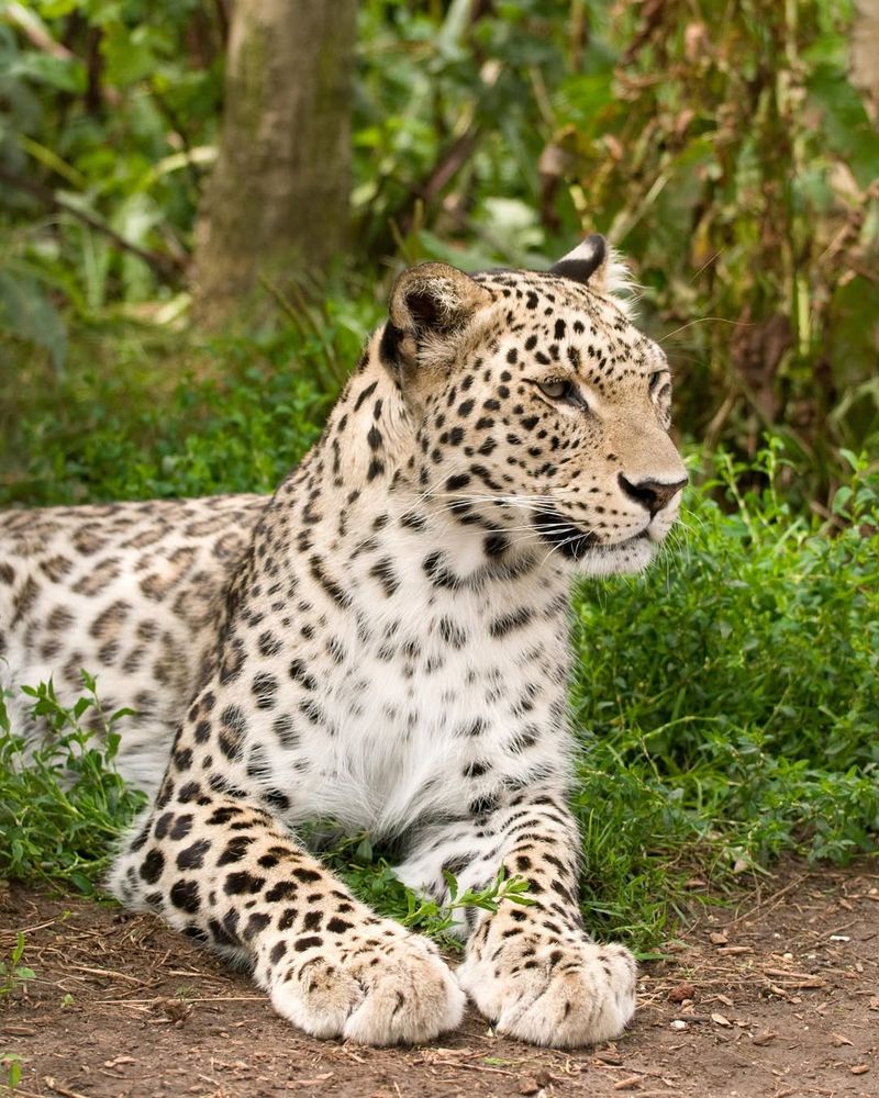 Persian Leopard