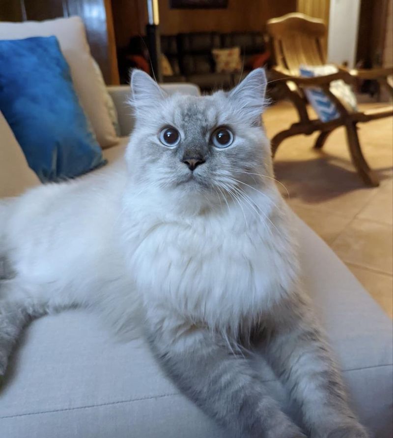 Persian Ragdoll