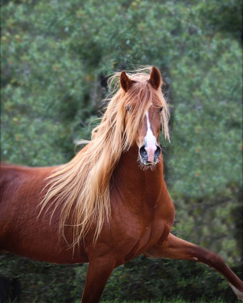 Peruvian Paso