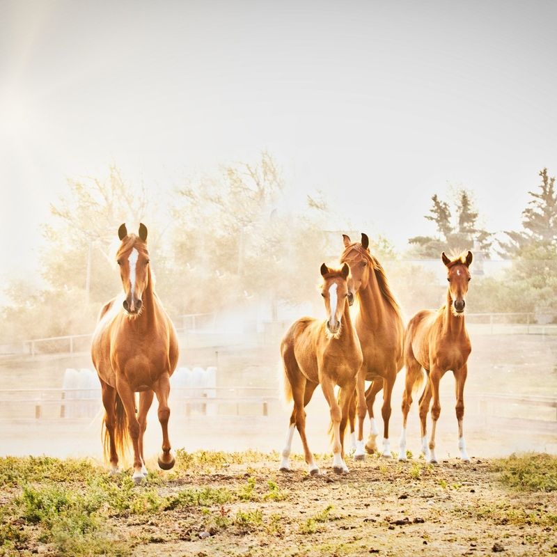 Peruvian Paso