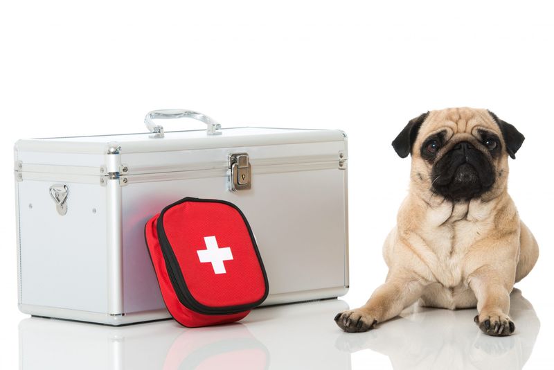 Pet First Aid Kit