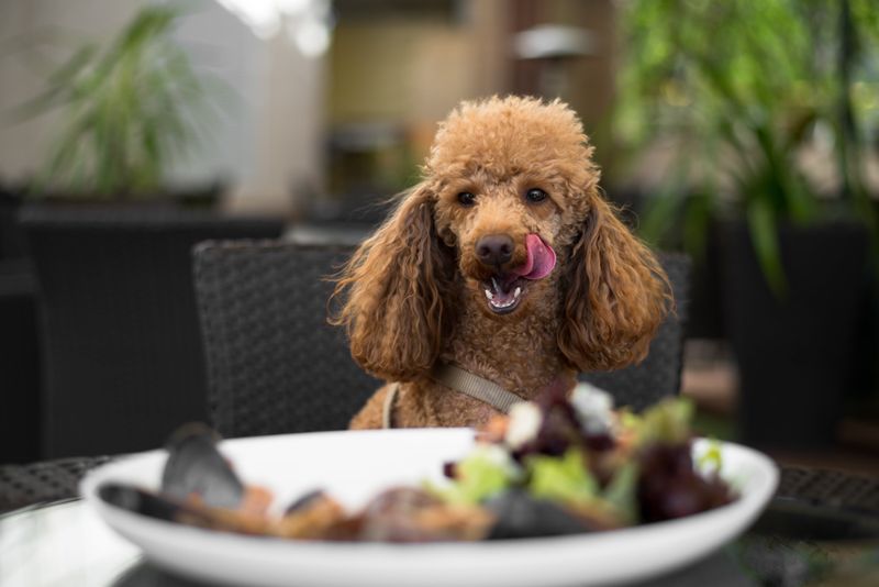 Pet-Friendly Dinner