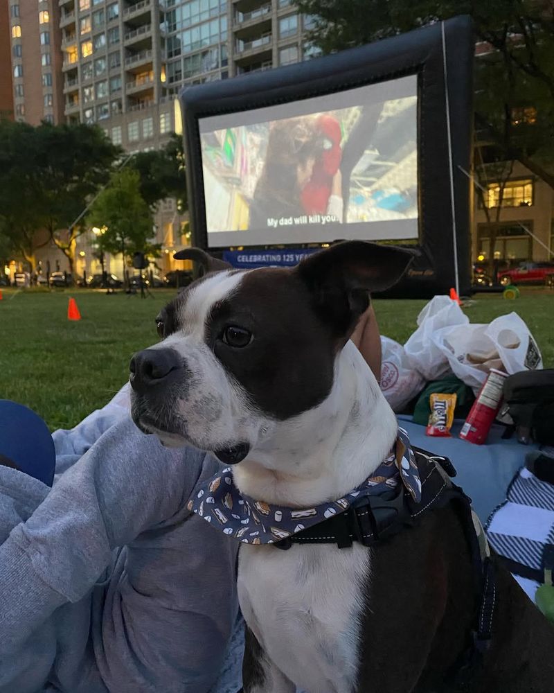 Pet-Friendly Movie Night