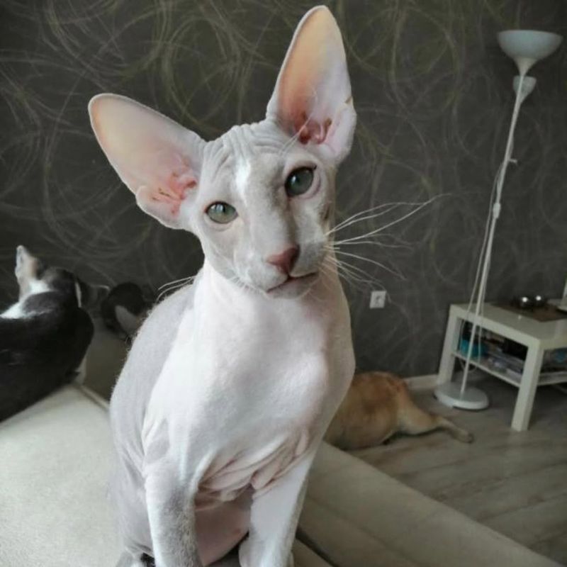 Peterbald