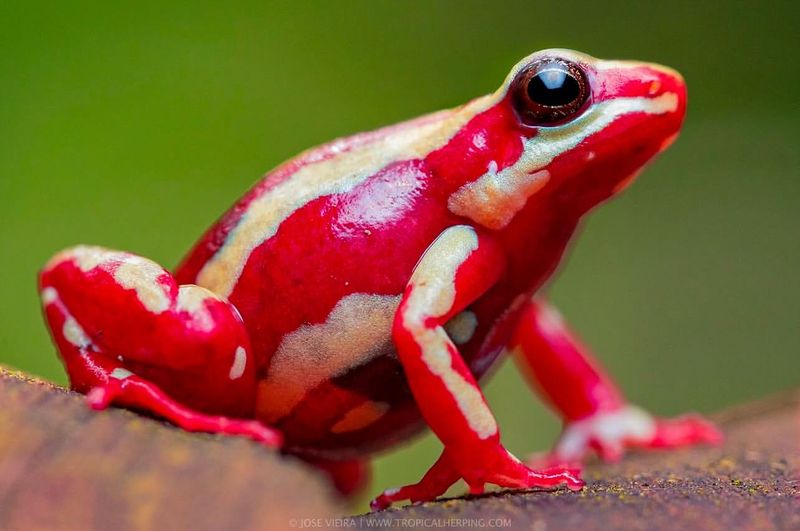 Phantasmal Poison Frog