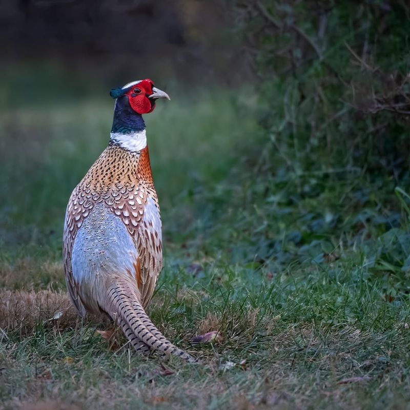 Pheasants