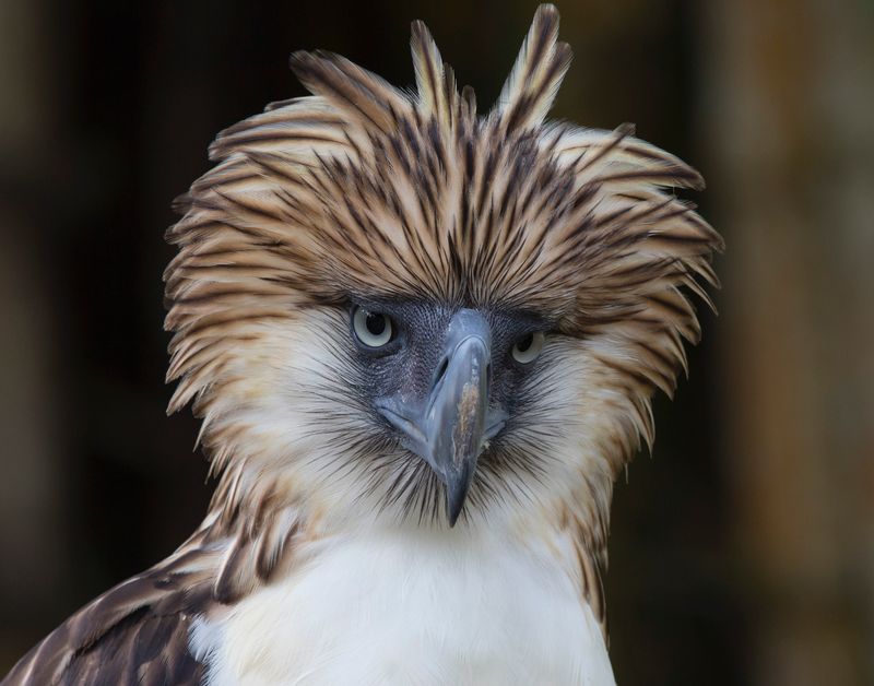 Philippine Eagle