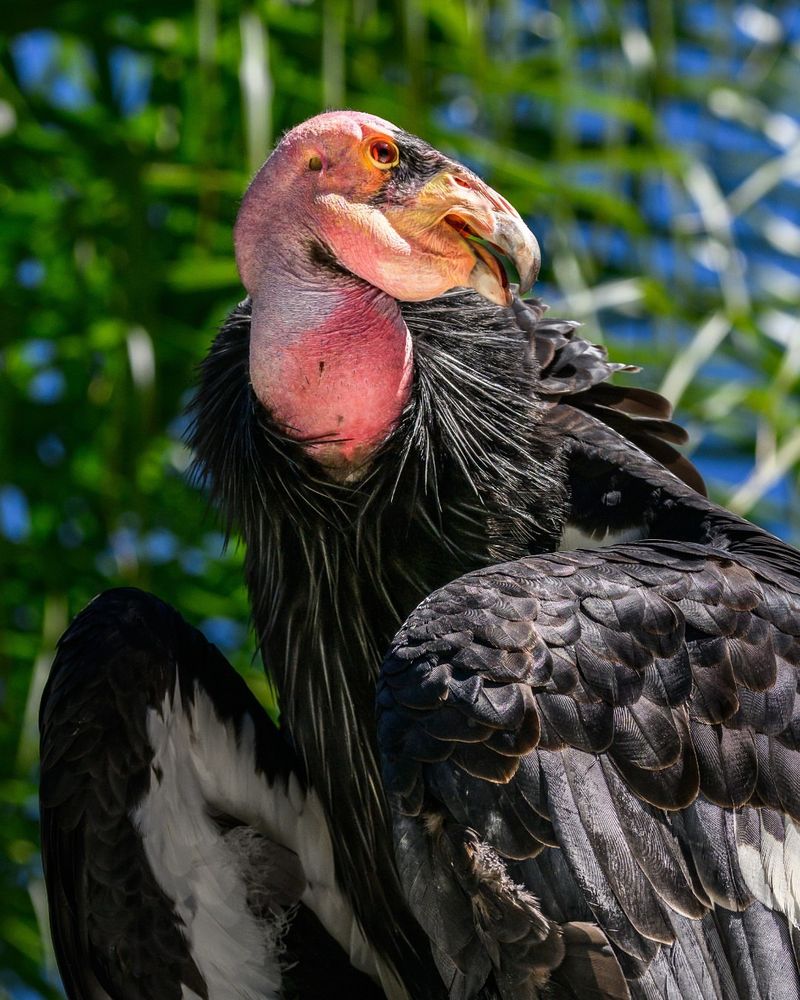 California Condor - California And Arizona Cliffs