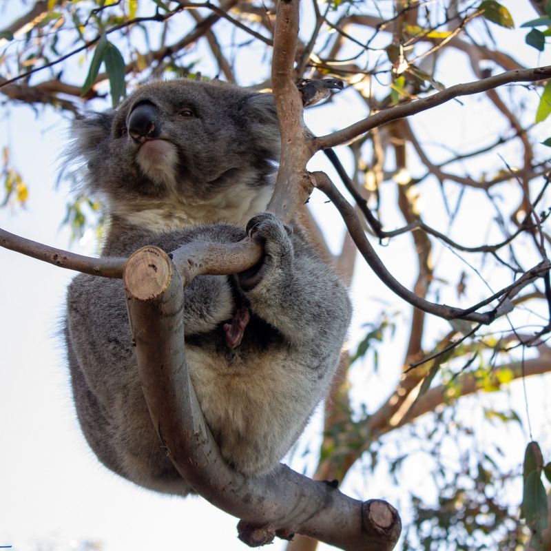 Phillip Island Wildlife Park, Australia