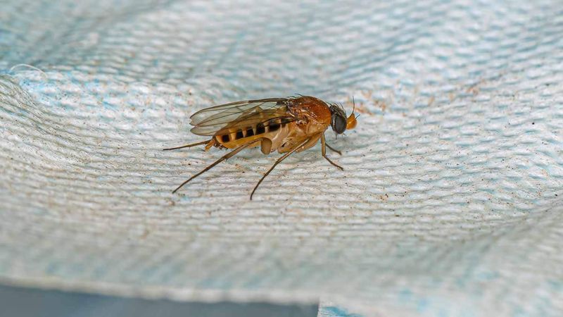 Phorid Flies (Humpbacked Flies)