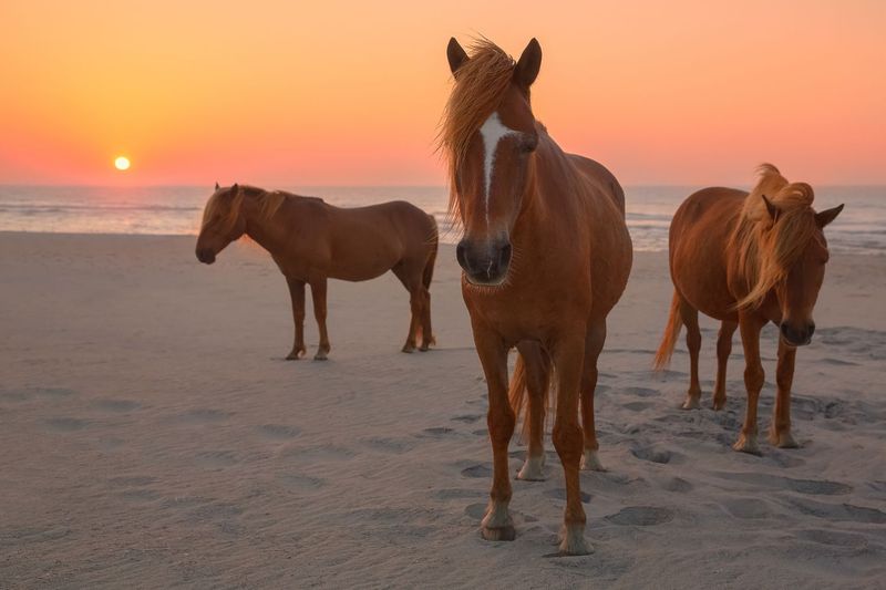 Assateague Island, Maryland And Virginia