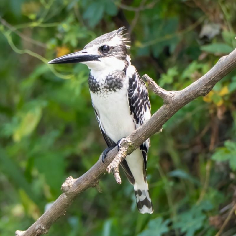 Pied Kingfisher