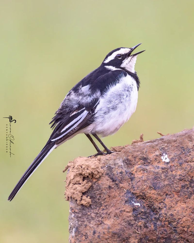 Pied Wagtail