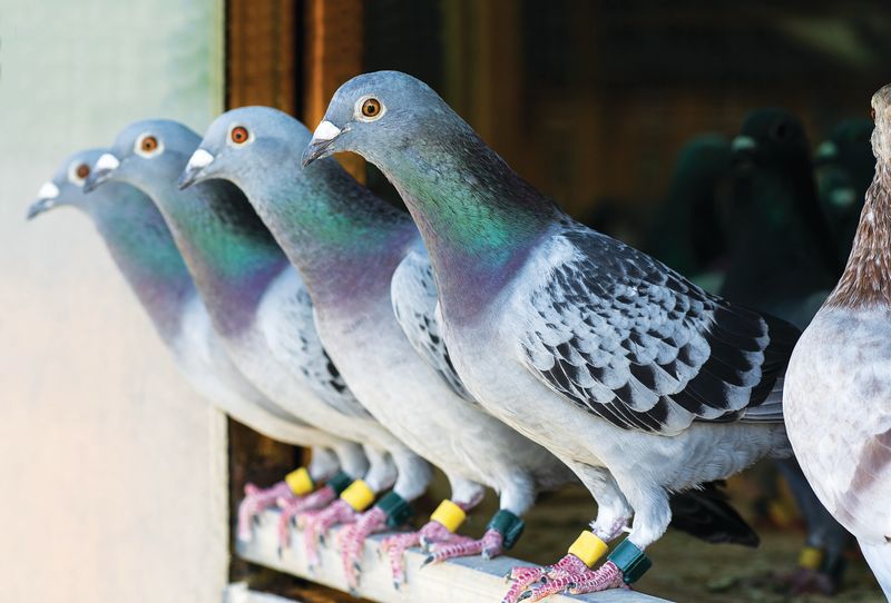 Pigeons' Homing Ability