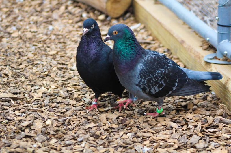 Pigeons