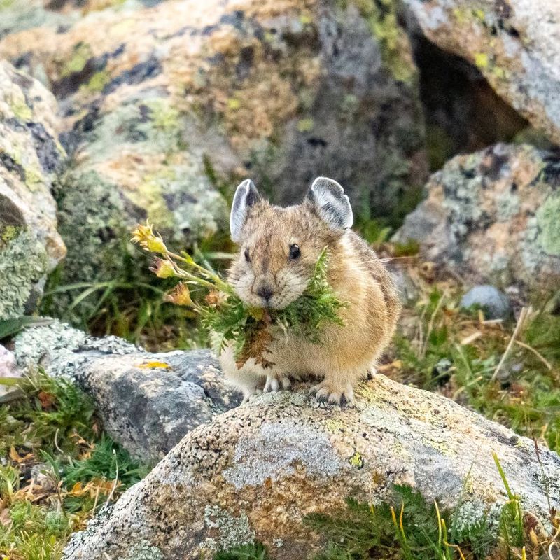 Pika